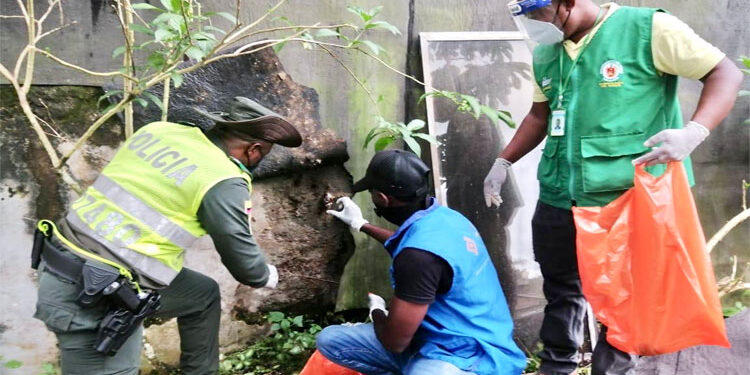 Recogen cinco kilos de caracol africano en el barrio Los Castillos 2 de Quibdó