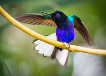 Colibrí siete colores, Carmen de Atrato