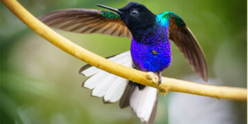 Colibrí siete colores, Carmen de Atrato