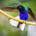 Colibrí siete colores, Carmen de Atrato