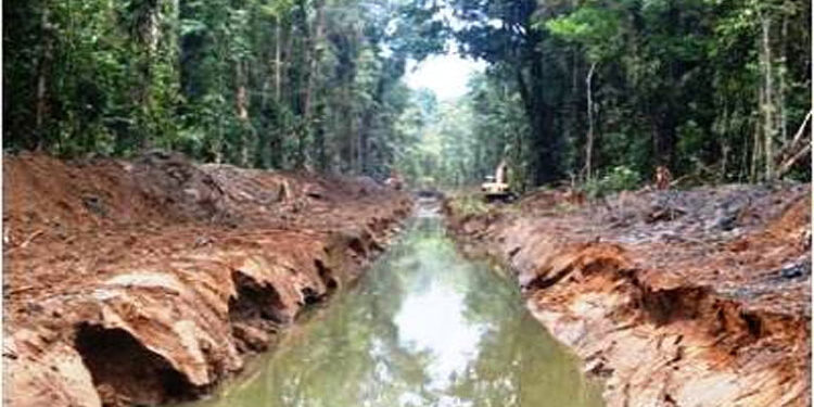 Multa de $ 405 millones de Codechocó a Maderas del Darién