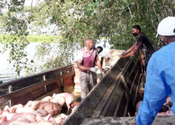 Entregados $ 506 millones en proyectos porcícolas en Chocó
