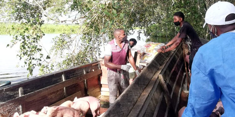 Entregados $ 506 millones en proyectos porcícolas en Chocó