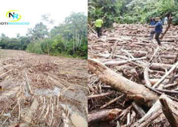 Gigantesca palizada en el río Truandó, Riosucio