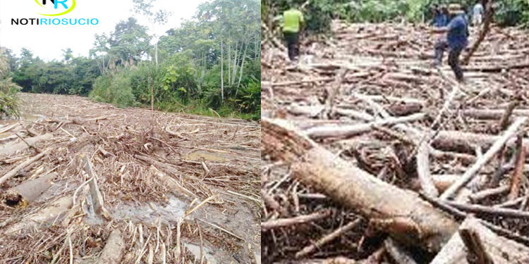 Gigantesca palizada en el río Truandó, Riosucio