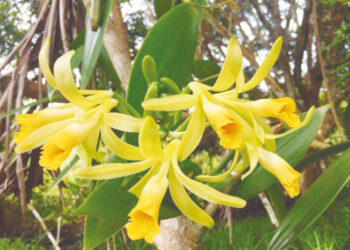 El Chocó puede ser una potencia en producción de vainilla