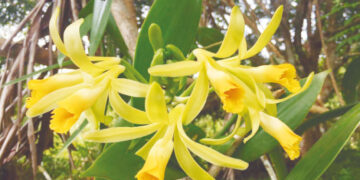 El Chocó puede ser una potencia en producción de vainilla