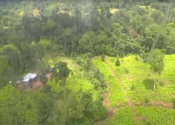 Destruyen laboratorio de coca en Nóvita y  dos semilleros en San José del Palmar