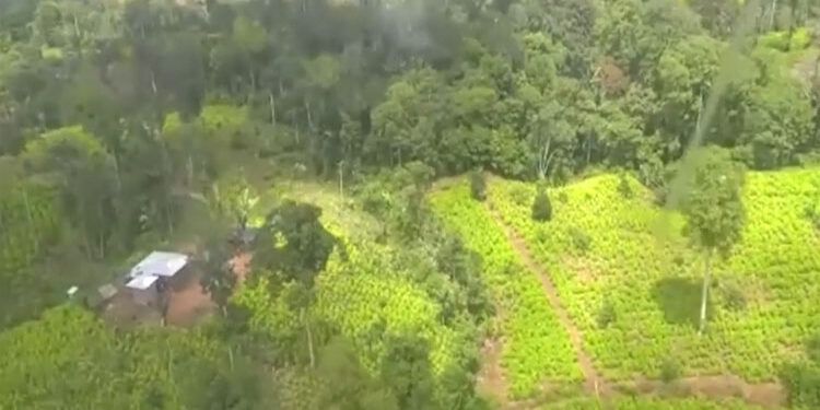 Destruyen laboratorio de coca en Nóvita y  dos semilleros en San José del Palmar