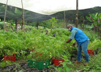 Codechocó dona 5.000 árboles para que sean sembrados en territorio chocoano
