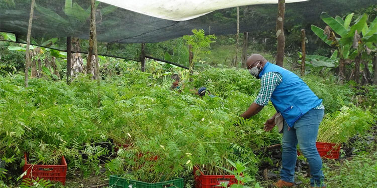 Codechocó dona 5.000 árboles para que sean sembrados en territorio chocoano