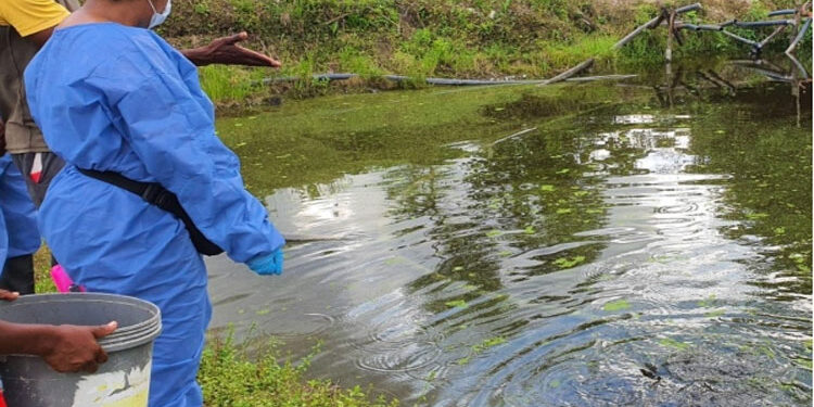 Revisan siete estanques piscícolas en Cértegui