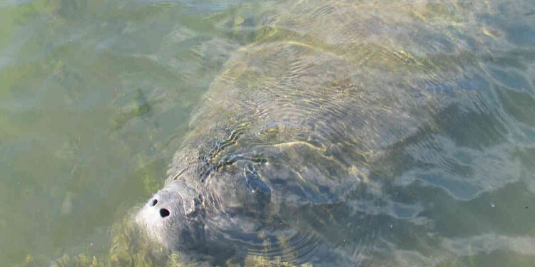 Los manatíes en el río Atrato, amenazados por la caza y la contaminación