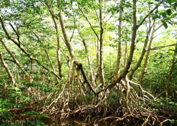 Los manglares de las bocas del Atrato son un gran sumidero de carbono