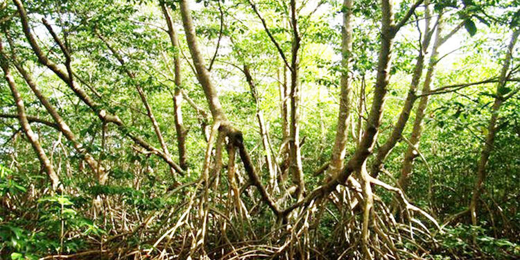 Los manglares de las bocas del Atrato son un gran sumidero de carbono