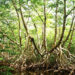 Los manglares de las bocas del Atrato son un gran sumidero de carbono