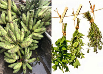 Cooperativa de mujeres de Quibdó producirá hierbas medicinales y harina de popocho