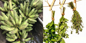 Cooperativa de mujeres de Quibdó producirá hierbas medicinales y harina de popocho
