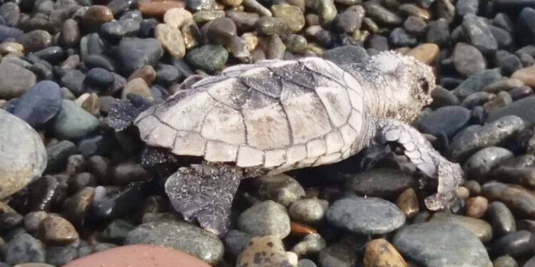 Nacieron 910 neonatos de tortuga carey en el Santuario de Fauna Acandí, Playón y Playona