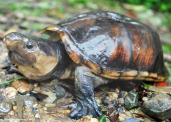 Bajo Baudó: investigarán amenazas a la tortuga ‘truenito’