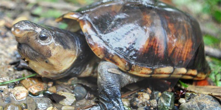 Bajo Baudó: investigarán amenazas a la tortuga ‘truenito’
