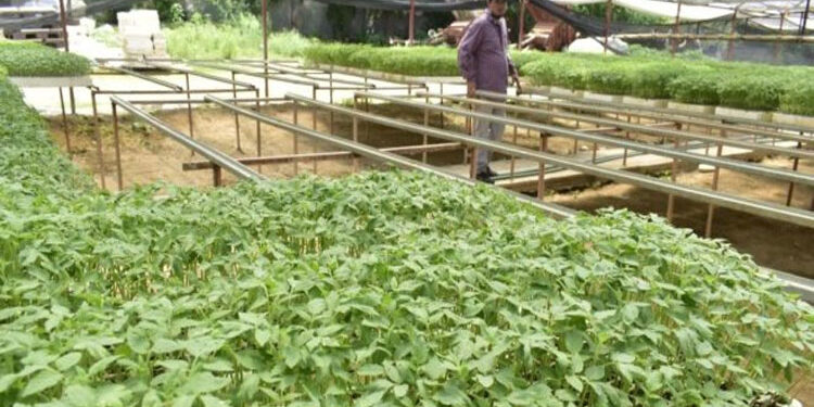 $ 1.767 millones para cultivos indígenas en Istmina y Medio San Juan