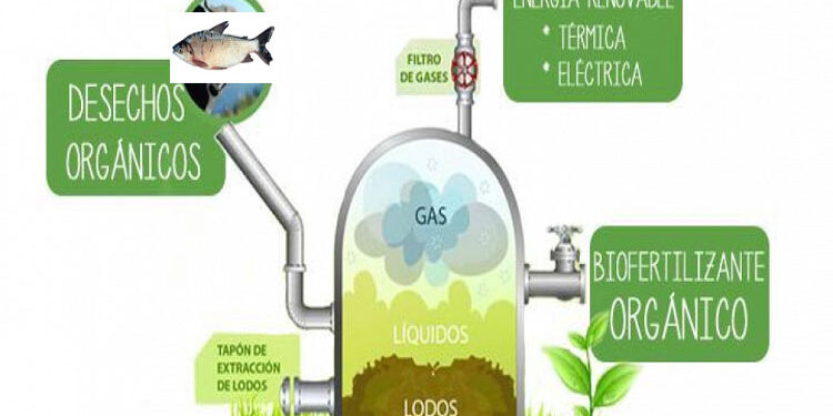 Proyecto de energía para Bojayá utilizando vísceras de pescado