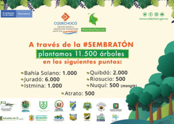 Codechocó sembró 11.500 árboles de manera simultánea