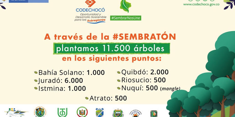 Codechocó sembró 11.500 árboles de manera simultánea