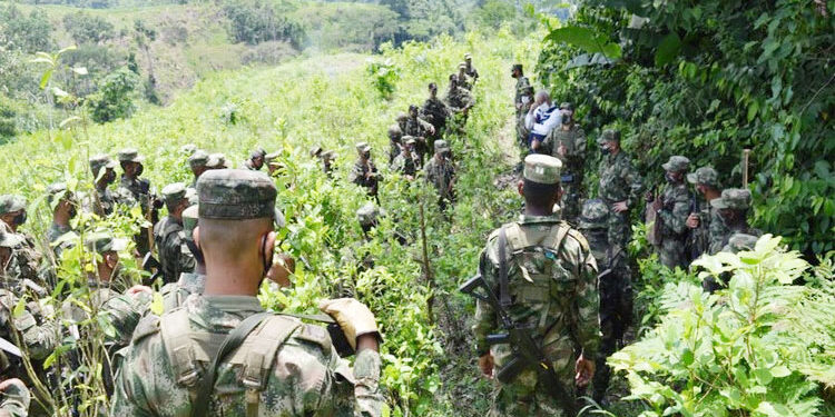 En el Chocó el Ejército ha erradicado 1.397 hectáreas de cultivos ilícitos en 2020