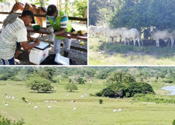 Inocuidad en la producción de carne en Acandí