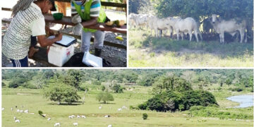 Inocuidad en la producción de carne en Acandí