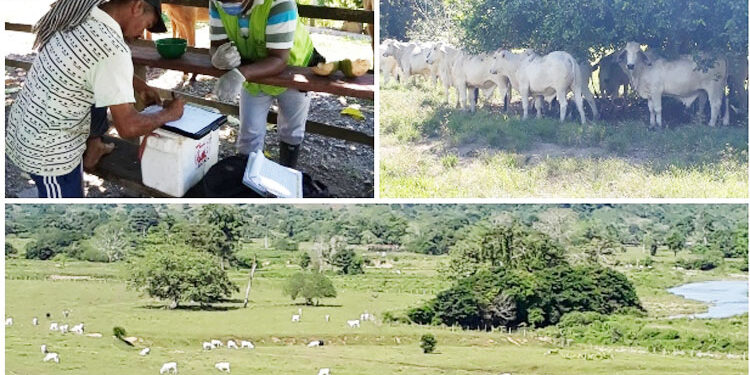 Inocuidad en la producción de carne en Acandí
