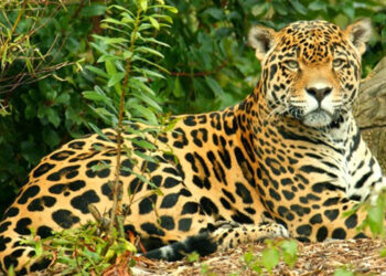 Tras las huellas del jaguar en el Parque Natural Los Katíos