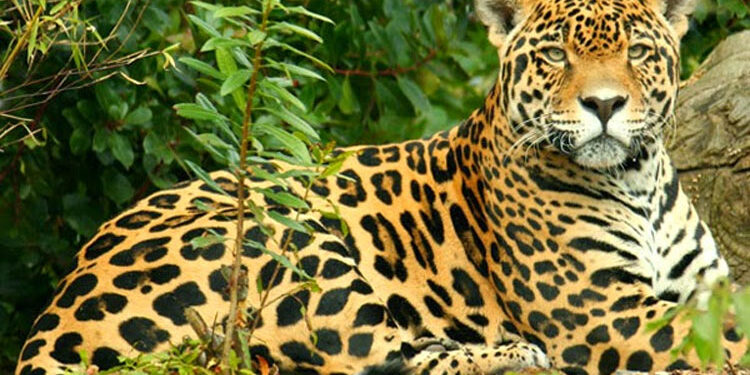 Tras las huellas del jaguar en el Parque Natural Los Katíos
