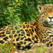 Tras las huellas del jaguar en el Parque Natural Los Katíos