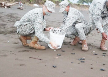Liberan 217 neonatos de tortugas golfinas en Juradó