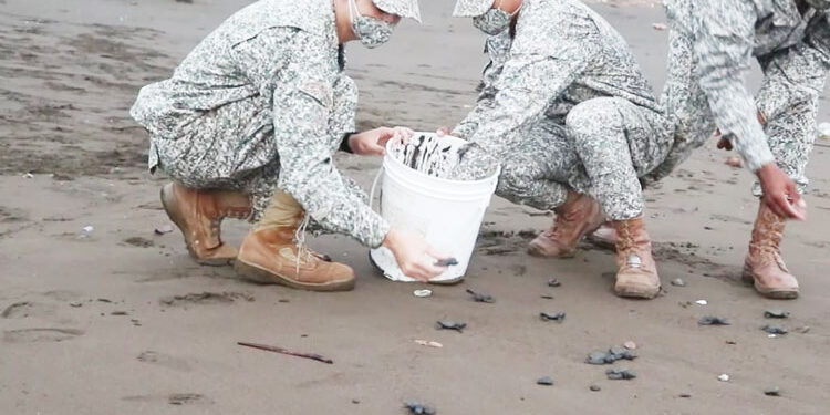 Liberan 217 neonatos de tortugas golfinas en Juradó