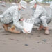 Liberan 217 neonatos de tortugas golfinas en Juradó