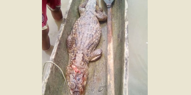 Indígenas de Chegpian, Litoral de San Juan, mataron un caimán