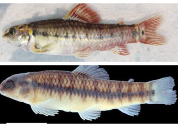 En los ríos San Juan y Arquía encontraron dos nuevas especies de peces