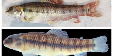 En los ríos San Juan y Arquía encontraron dos nuevas especies de peces