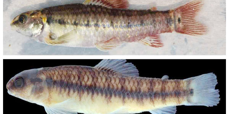 En los ríos San Juan y Arquía encontraron dos nuevas especies de peces