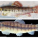 En los ríos San Juan y Arquía encontraron dos nuevas especies de peces