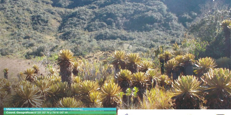 IIAP: Complejo Paramuno Frontino