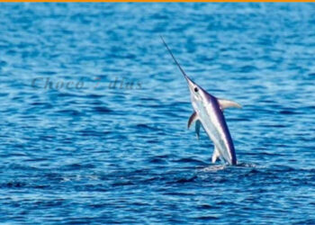 Terminó Torneo Internacional de Pesca Deportiva en Bahía Solano