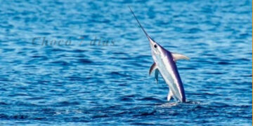 Terminó Torneo Internacional de Pesca Deportiva en Bahía Solano