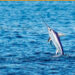 Terminó Torneo Internacional de Pesca Deportiva en Bahía Solano