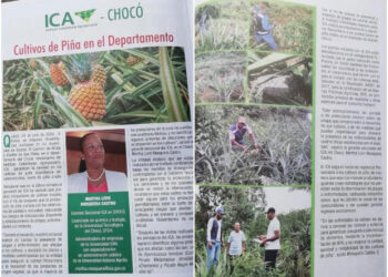 Con apoyo técnico, el ICA fortalece el sector productivo de piña en el Chocó