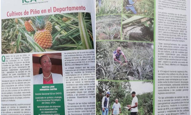 Con apoyo técnico, el ICA fortalece el sector productivo de piña en el Chocó